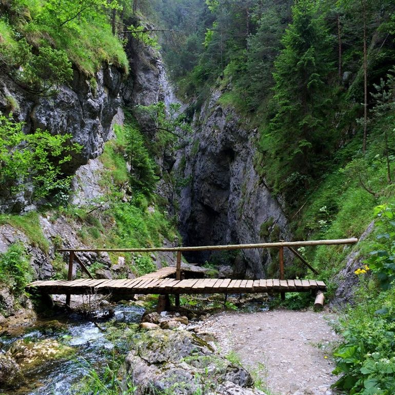 drevený most cez malý potok v lese 
