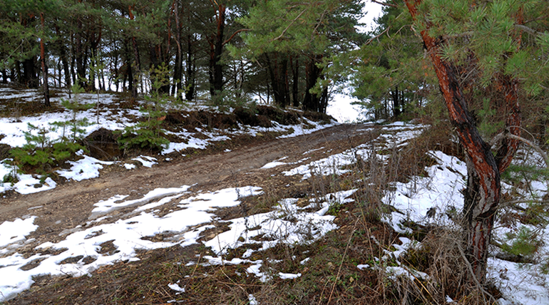 lesná cesta s topiacim sa snehom