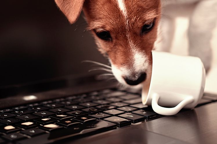 hnedobiely pes pije z pohára na notebooku 